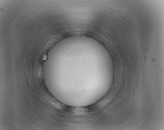 X0000076420336200610202226