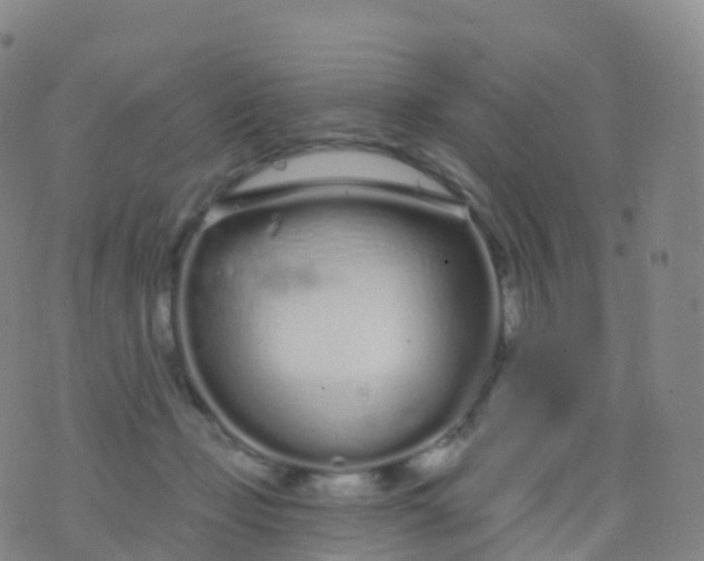 X0000076420365200610202226