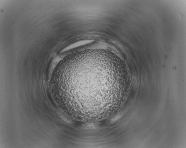 X0000076420381200610202226