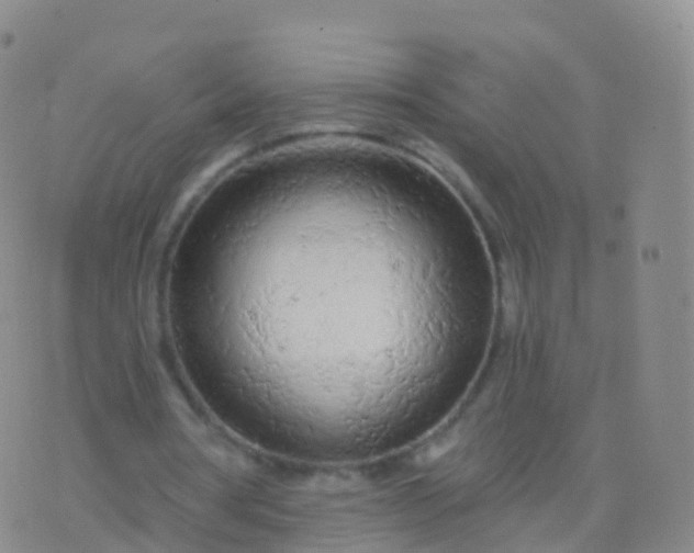 X0000076420386200610202225