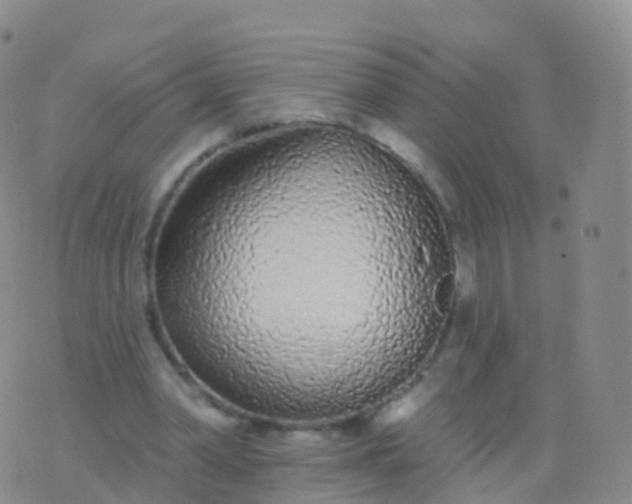 X0000076420390200610202225