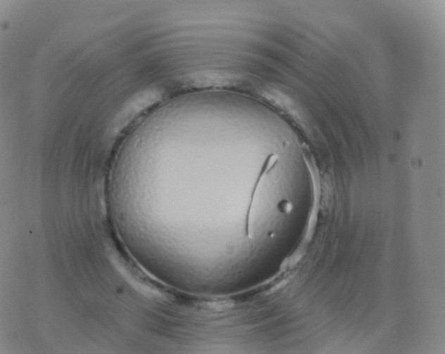 X0000076420398200610202225