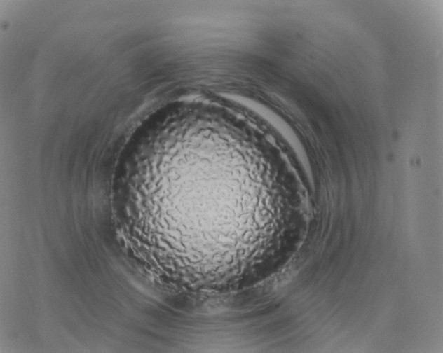 X0000076420409200610202225