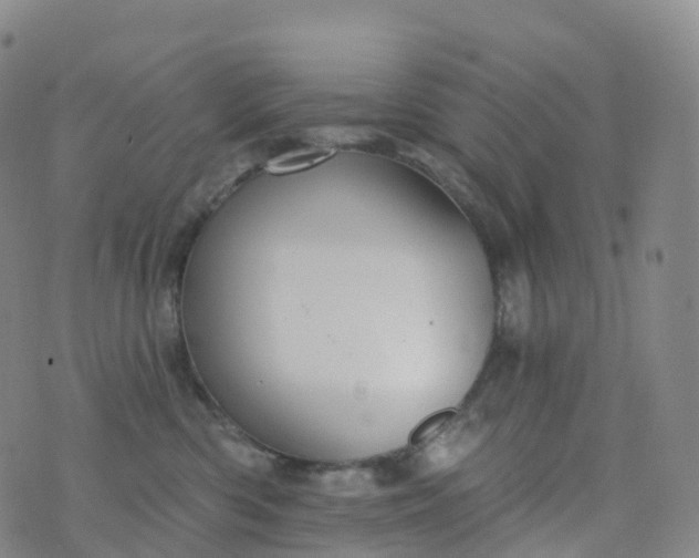 X0000076420426200610202225