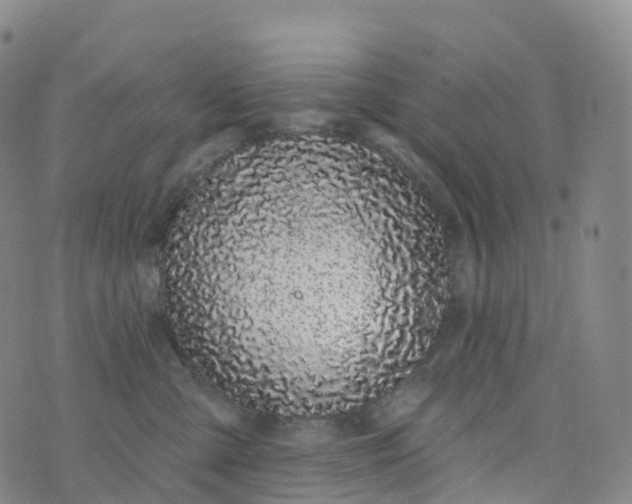 X0000076420427200610202225