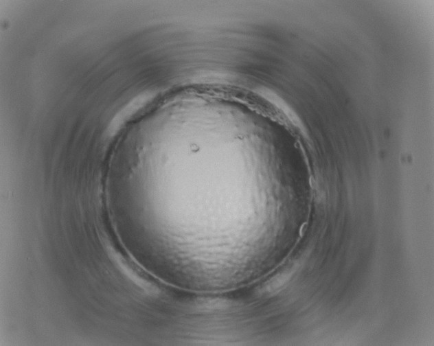 X0000076420437200610202224