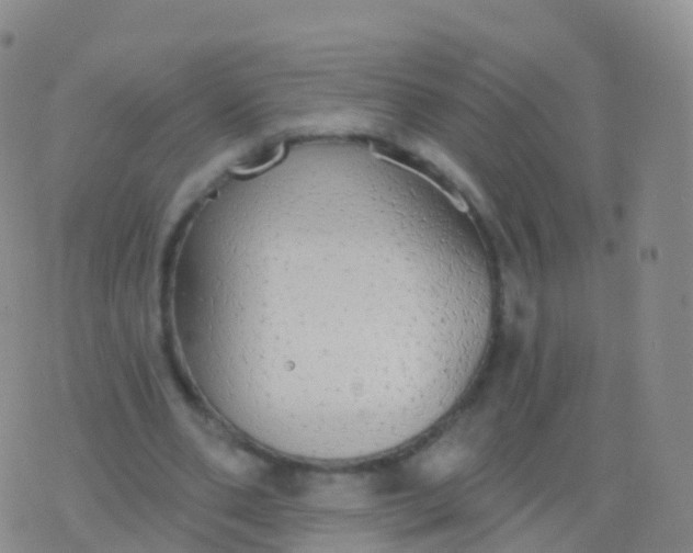 X0000076420486200610202224