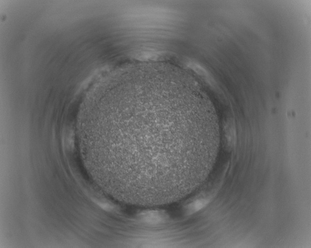 X0000076420499200610202223