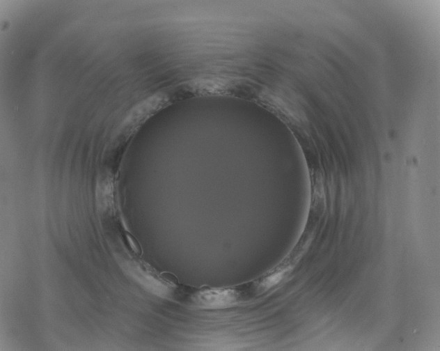 X0000076420526200610202223