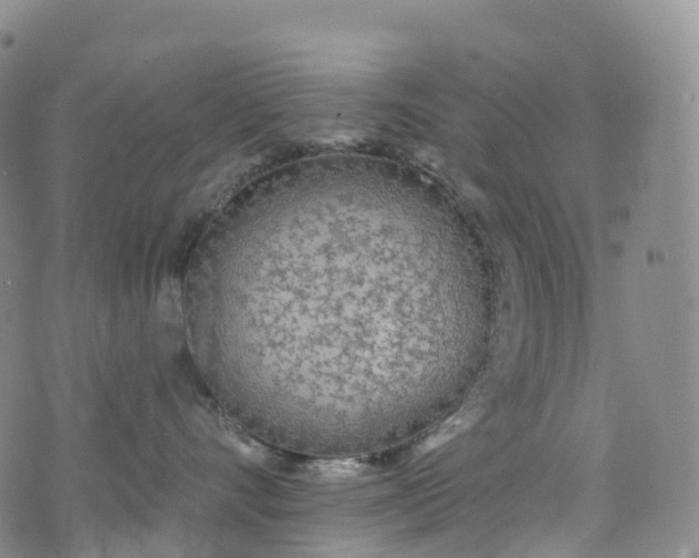 X0000076420528200610202223