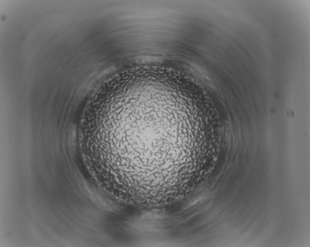 X0000076420550200610202222