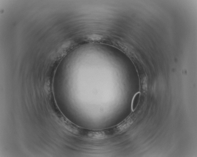 X0000076420559200610202223