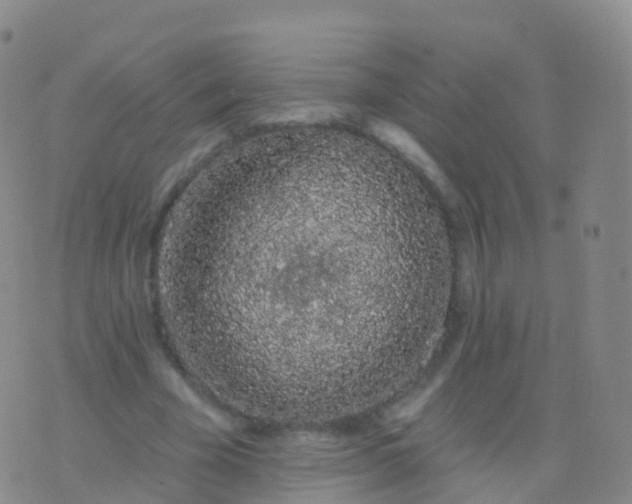 X0000076420585200610202222