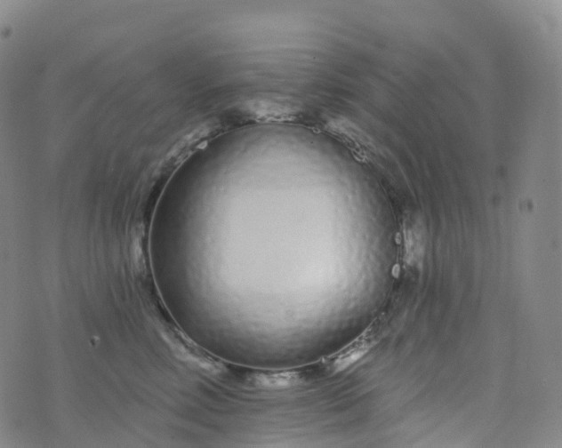 X0000076420618200610202221