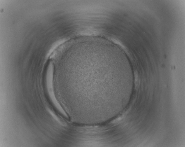 X0000076420626200610202221