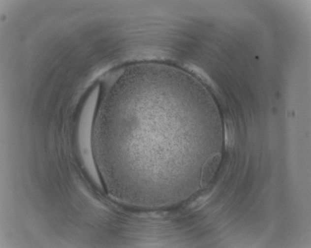 X0000076420627200610202221