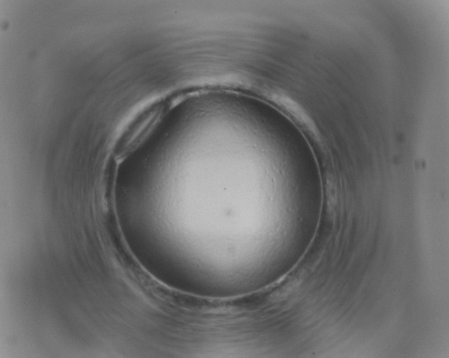 X0000076420628200610202221