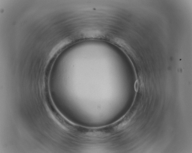 X0000076420630200610202221