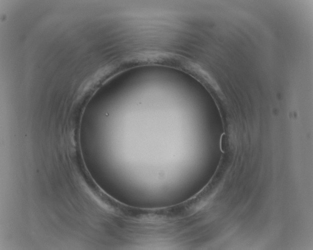 X0000076420633200610202221