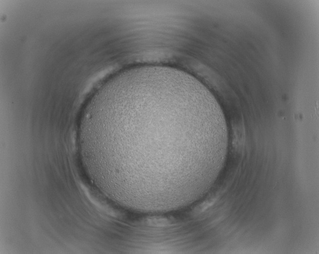 X0000076420636200610202221