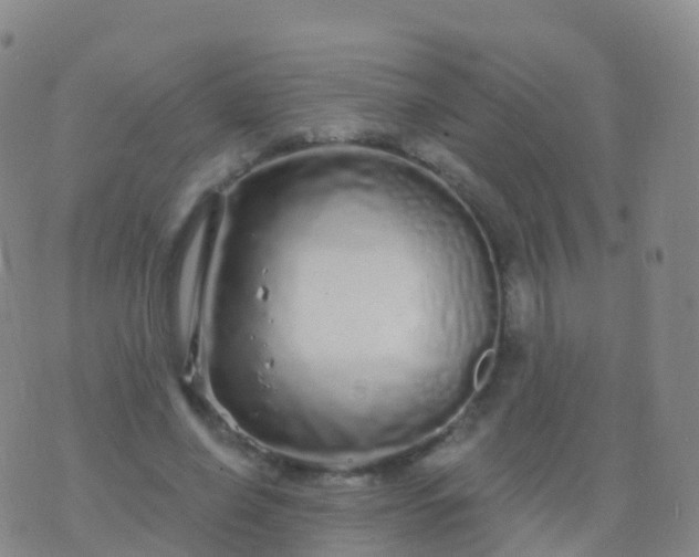 X0000076420638200610202221