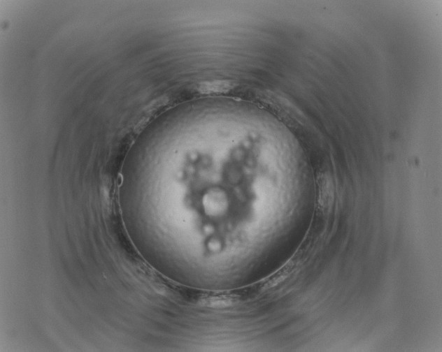 X0000076420655200610202221