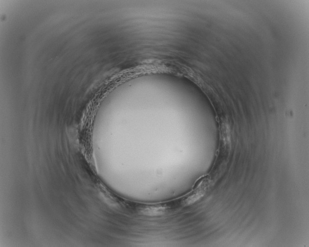 X0000076420664200610202221