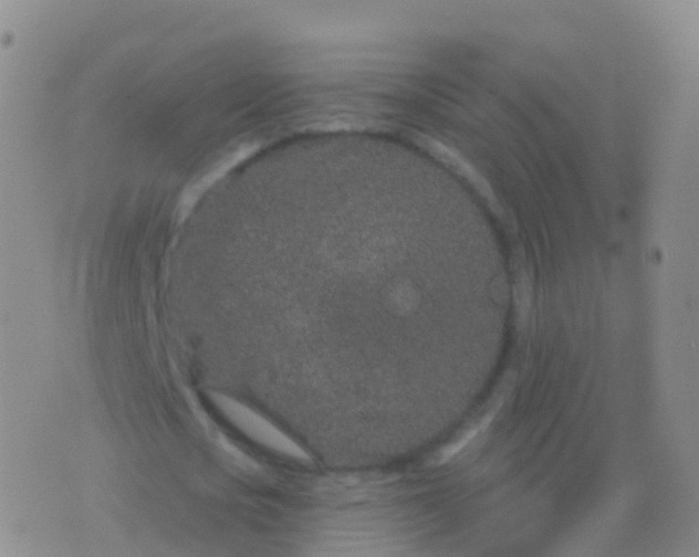 X0000076420721200610202219