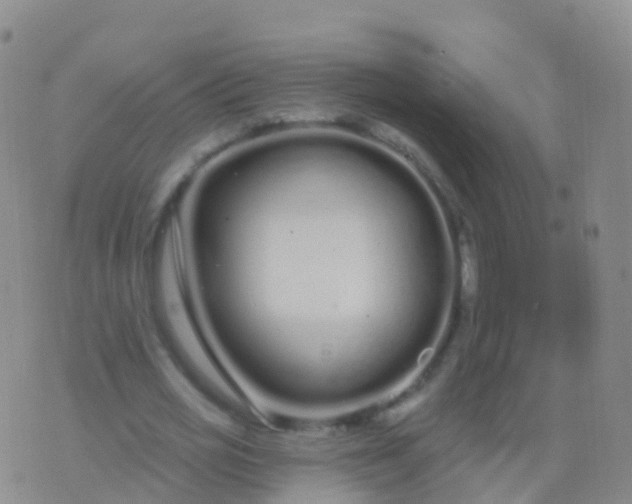 X0000076420725200610202219