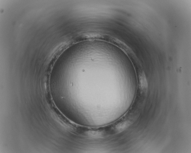 X0000076420733200610202219