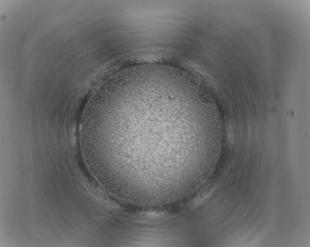 X0000076420737200610202219