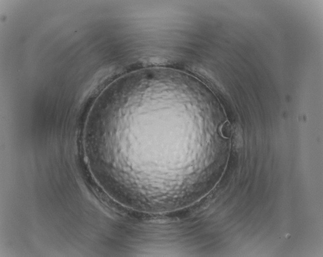 X0000076420738200610202219