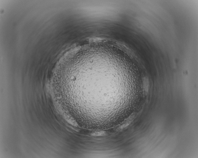 X0000076420761200610202220