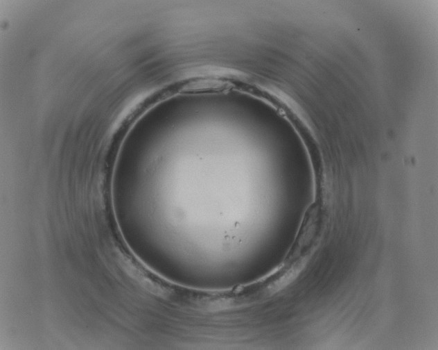 X0000076420783200610202219