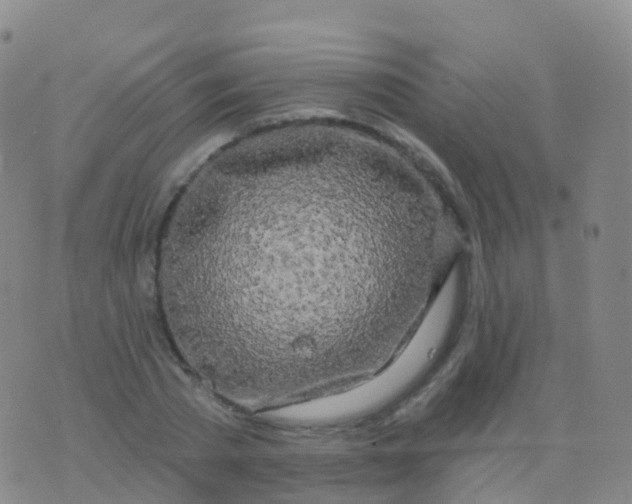 X0000076420785200610202219