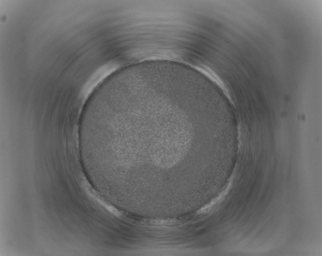 X0000076420790200610202219