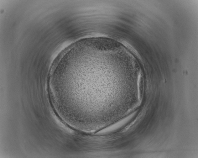 X0000076420797200610202219