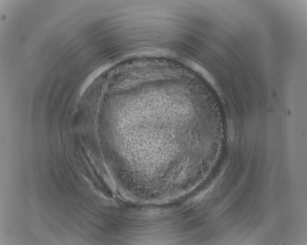 X0000076420829200610202218