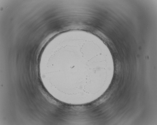 X0000076420836200610202218