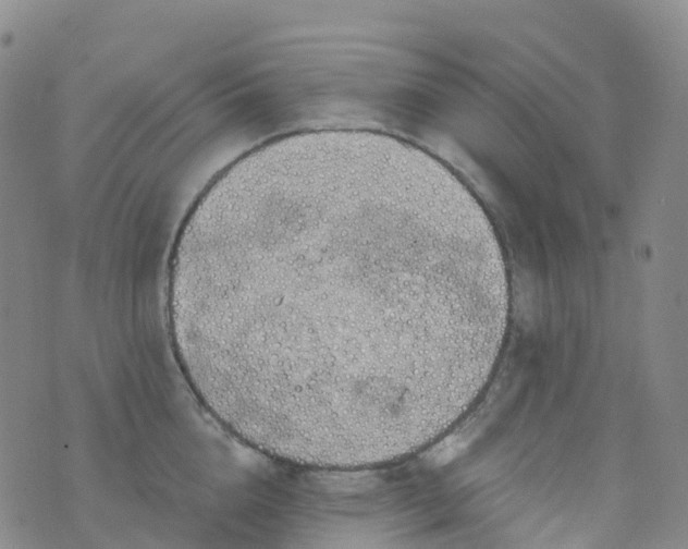 X0000076420856200610202218