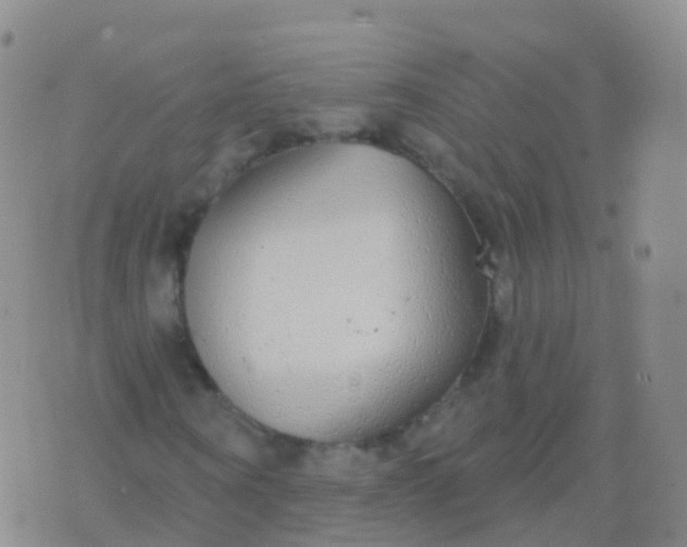 X0000076420866200610202217