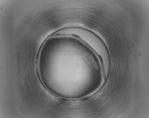 X0000076420895200610202217