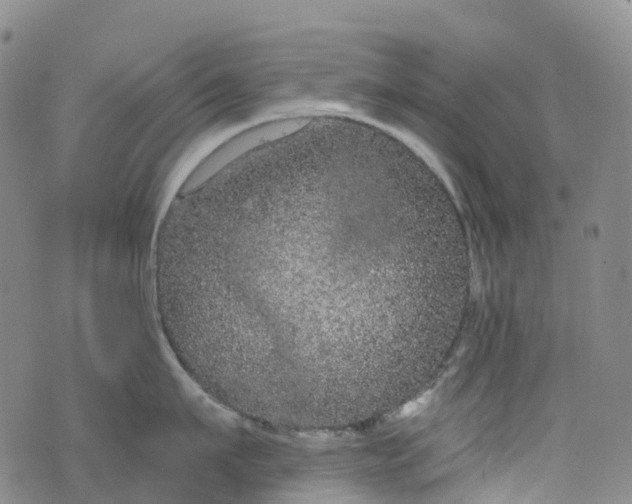 X0000076420911200610202217