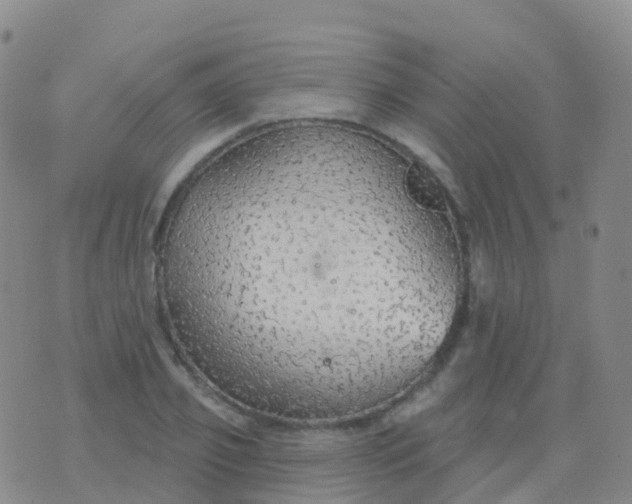 X0000076420933200610202216