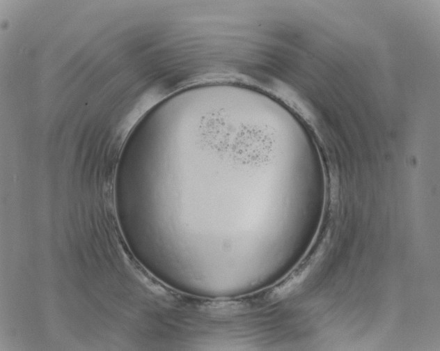 X0000076420953200610202217