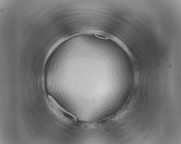 X0000076420955200610202217