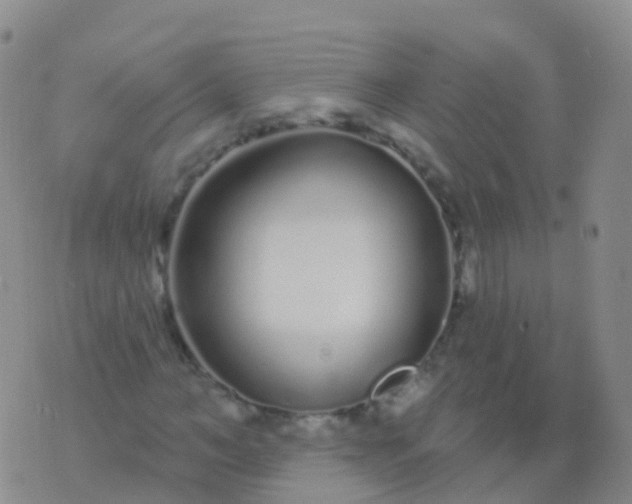 X0000076420966200610202216