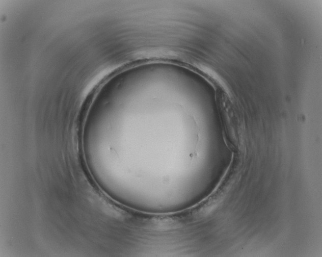 X0000076420983200610202216