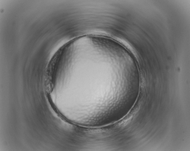 X0000076420999200610202215