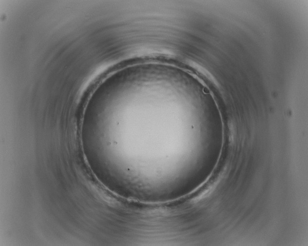 X0000076421021200610202215